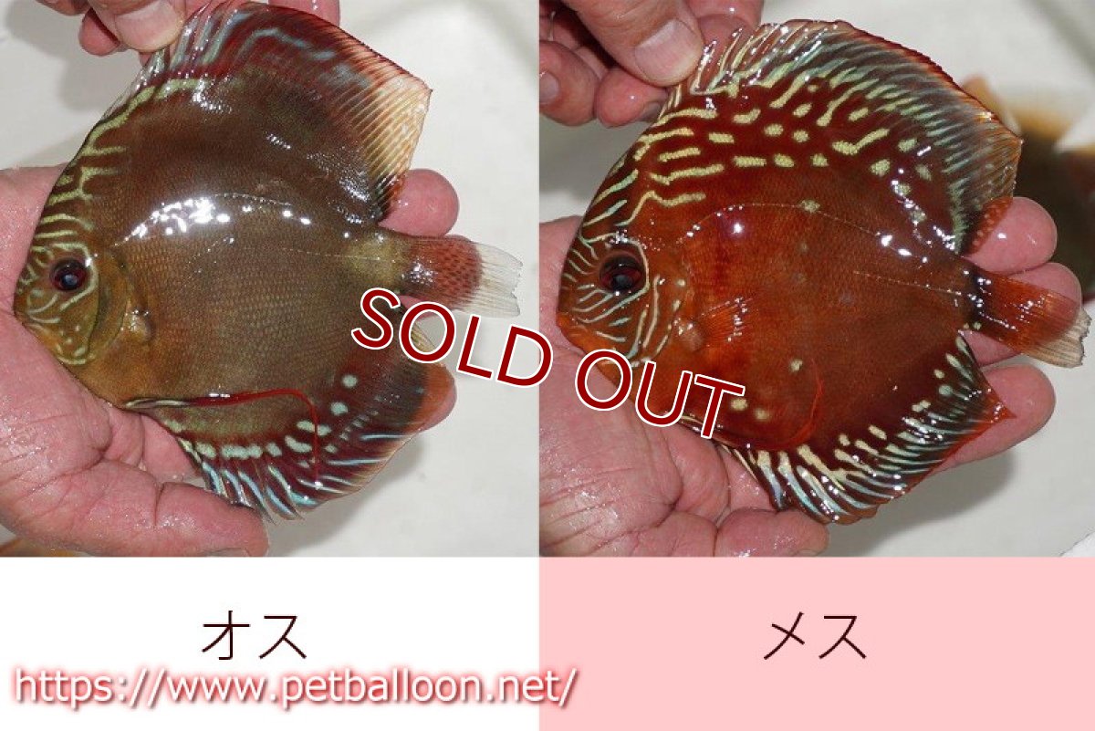 画像3: 【ディスカス】【産卵経験有】激レア　種親候補個体　ワイルドクロススーパーレッドF2【個体ペア販売】14-15cm（生体）国産ディスカス　京都産 (3)