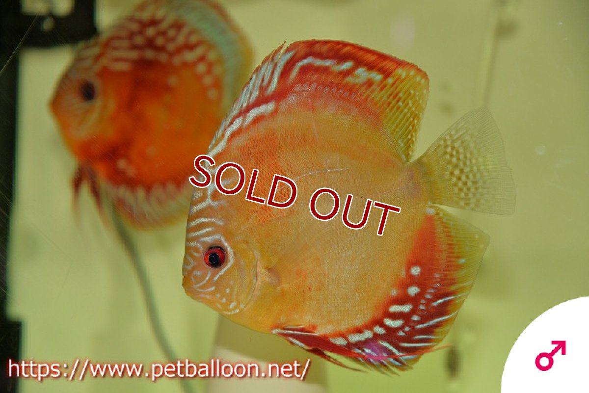 画像4: 【ディスカス】【産卵経験有】激レア　種親候補個体　ワイルドクロススーパーレッドF2【個体ペア販売】14-15cm（生体）国産ディスカス　京都産 (4)