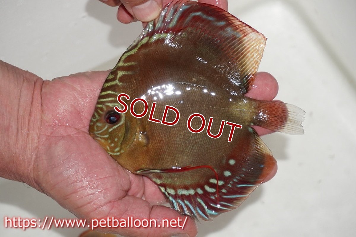 画像5: 【ディスカス】【産卵経験有】激レア　種親候補個体　ワイルドクロススーパーレッドF2【個体ペア販売】14-15cm（生体）国産ディスカス　京都産 (5)