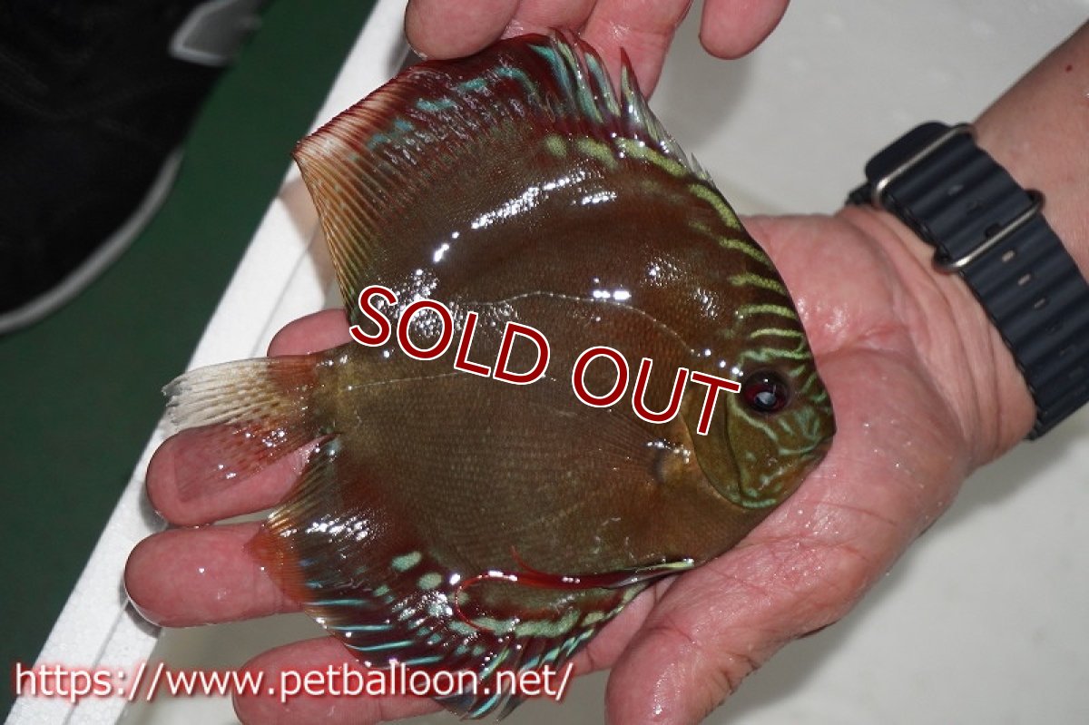 画像6: 【ディスカス】【産卵経験有】激レア　種親候補個体　ワイルドクロススーパーレッドF2【個体ペア販売】14-15cm（生体）国産ディスカス　京都産 (6)