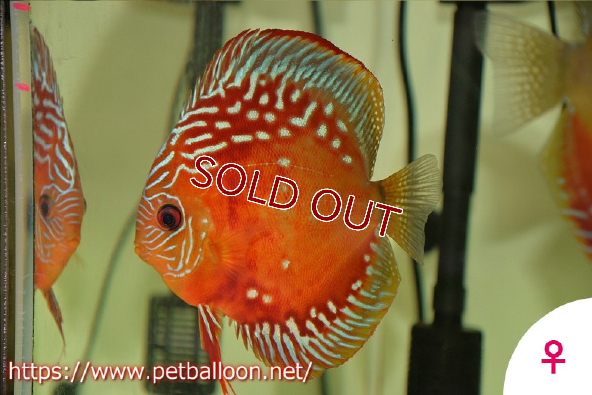 画像7: 【ディスカス】【産卵経験有】激レア　種親候補個体　ワイルドクロススーパーレッドF2【個体ペア販売】14-15cm（生体）国産ディスカス　京都産 (7)