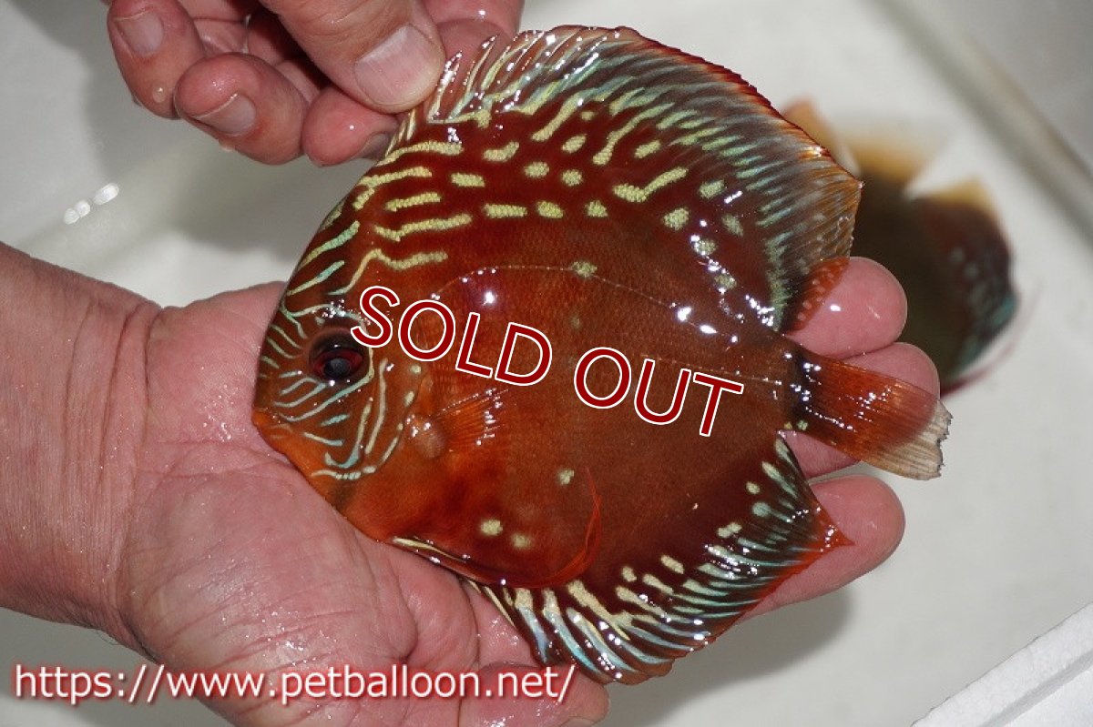 画像8: 【ディスカス】【産卵経験有】激レア　種親候補個体　ワイルドクロススーパーレッドF2【個体ペア販売】14-15cm（生体）国産ディスカス　京都産 (8)