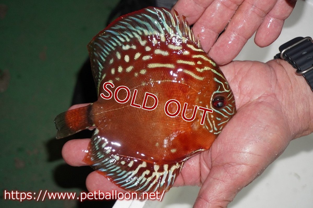 画像9: 【ディスカス】【産卵経験有】激レア　種親候補個体　ワイルドクロススーパーレッドF2【個体ペア販売】14-15cm（生体）国産ディスカス　京都産 (9)