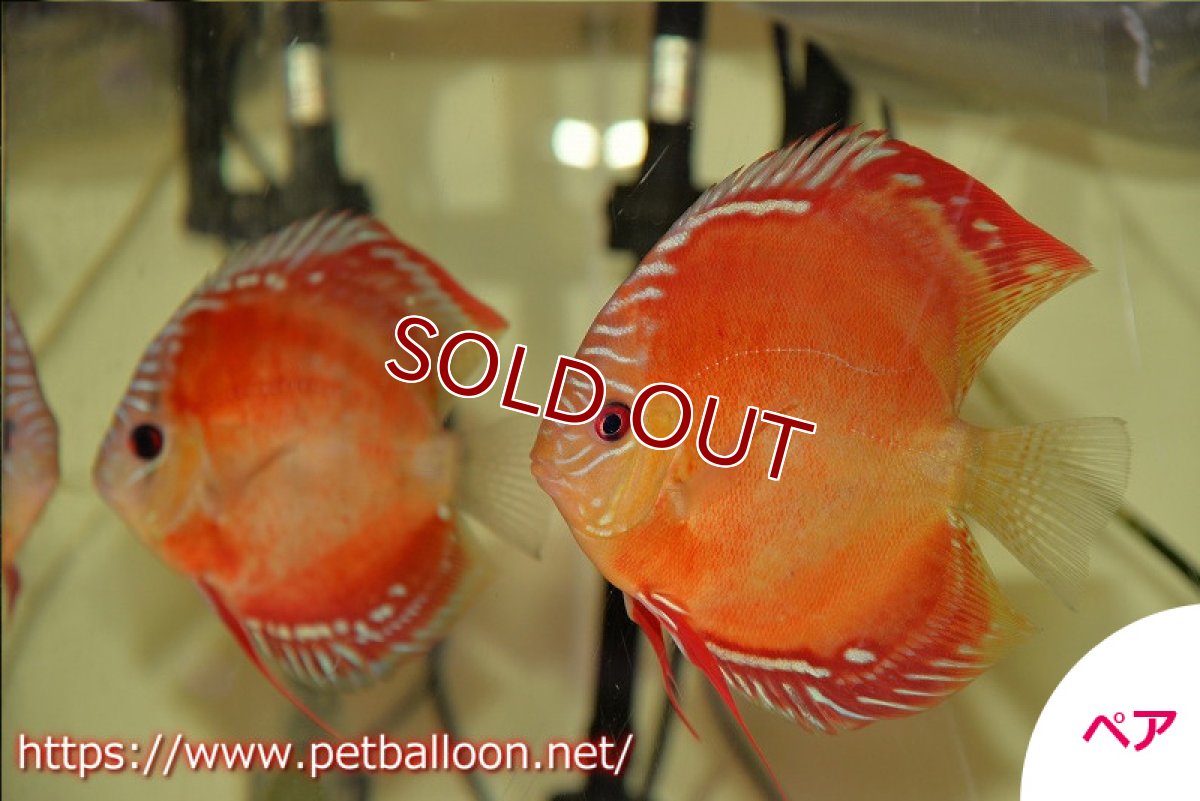 画像2: 【ディスカス】激レア　種親候補個体　ワイルドクロススーパーレッドF2【個体ペア販売】13-14cm（生体）国産ディスカス　京都産 (2)