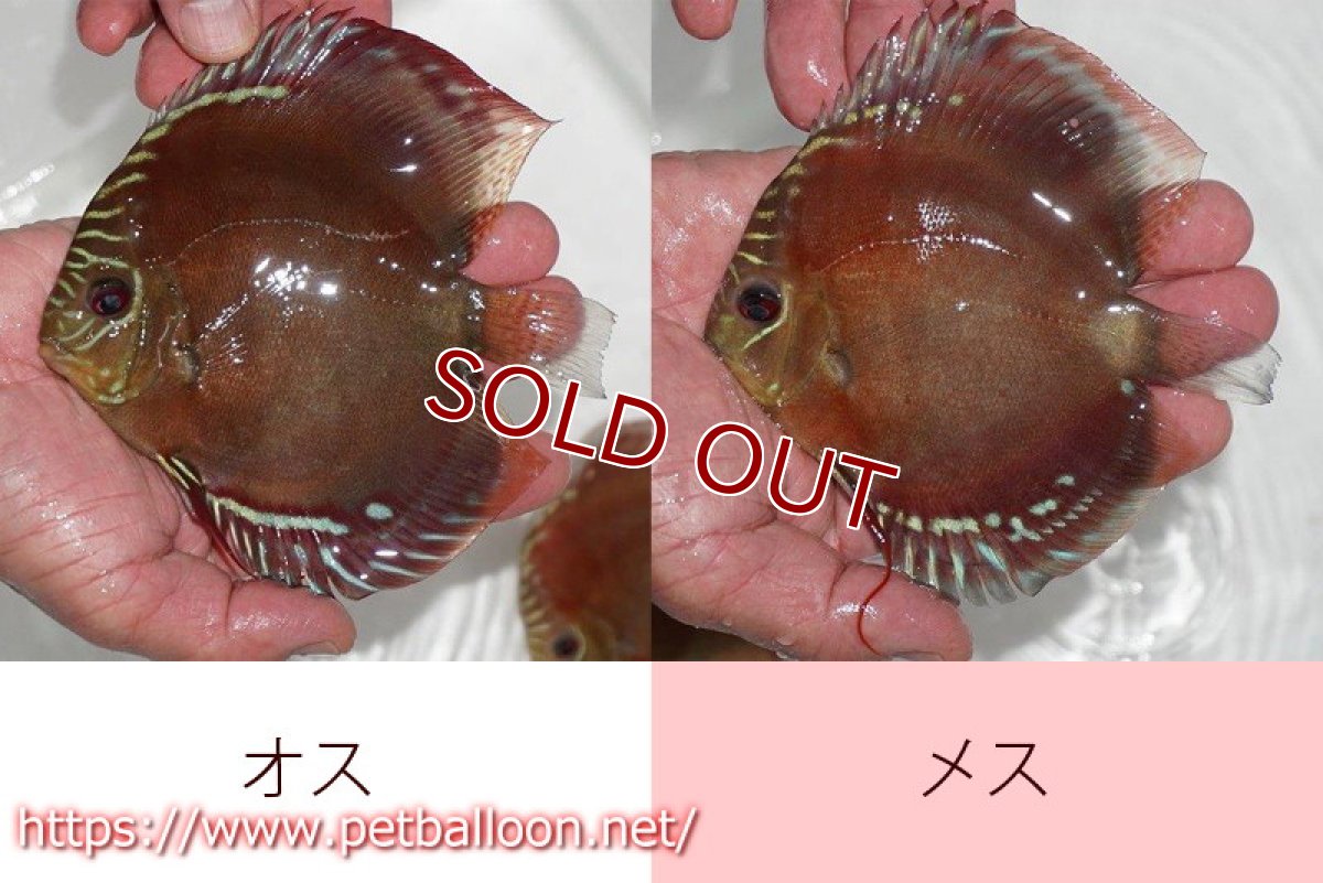 画像3: 【ディスカス】激レア　種親候補個体　ワイルドクロススーパーレッドF2【個体ペア販売】13-14cm（生体）国産ディスカス　京都産 (3)