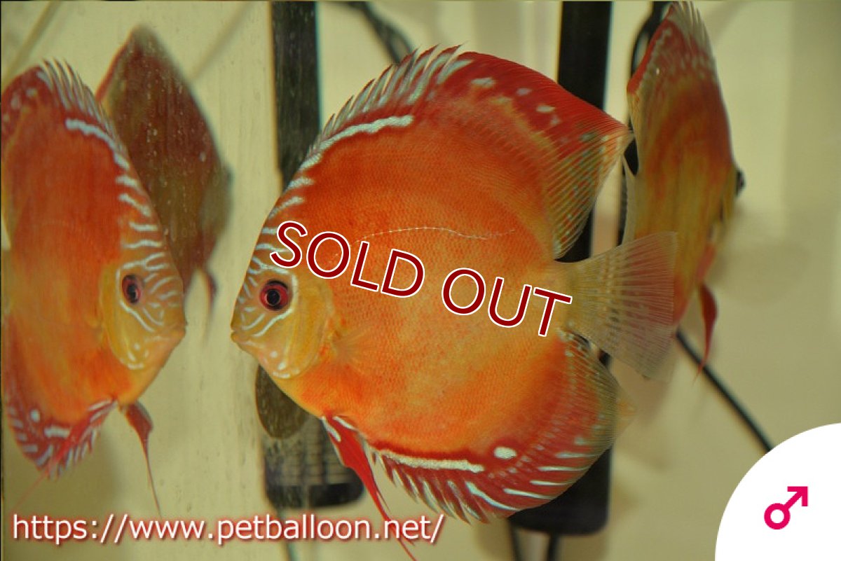 画像4: 【ディスカス】激レア　種親候補個体　ワイルドクロススーパーレッドF2【個体ペア販売】13-14cm（生体）国産ディスカス　京都産 (4)