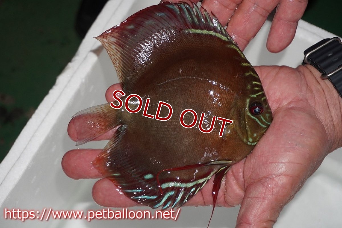 画像6: 【ディスカス】激レア　種親候補個体　ワイルドクロススーパーレッドF2【個体ペア販売】13-14cm（生体）国産ディスカス　京都産 (6)