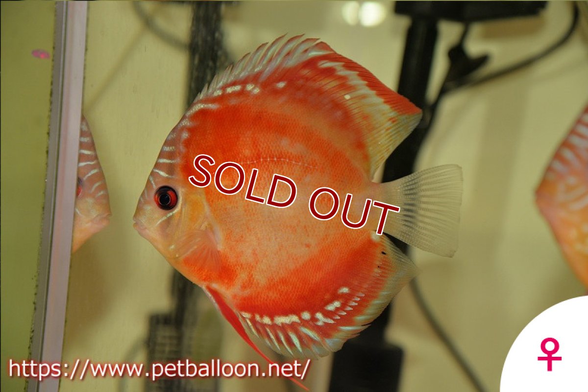 画像7: 【ディスカス】激レア　種親候補個体　ワイルドクロススーパーレッドF2【個体ペア販売】13-14cm（生体）国産ディスカス　京都産 (7)