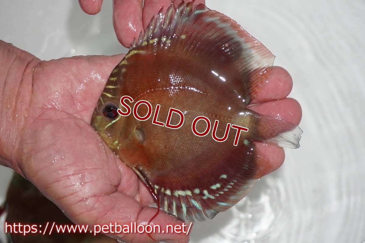 画像8: 【ディスカス】激レア　種親候補個体　ワイルドクロススーパーレッドF2【個体ペア販売】13-14cm（生体）国産ディスカス　京都産 (8)