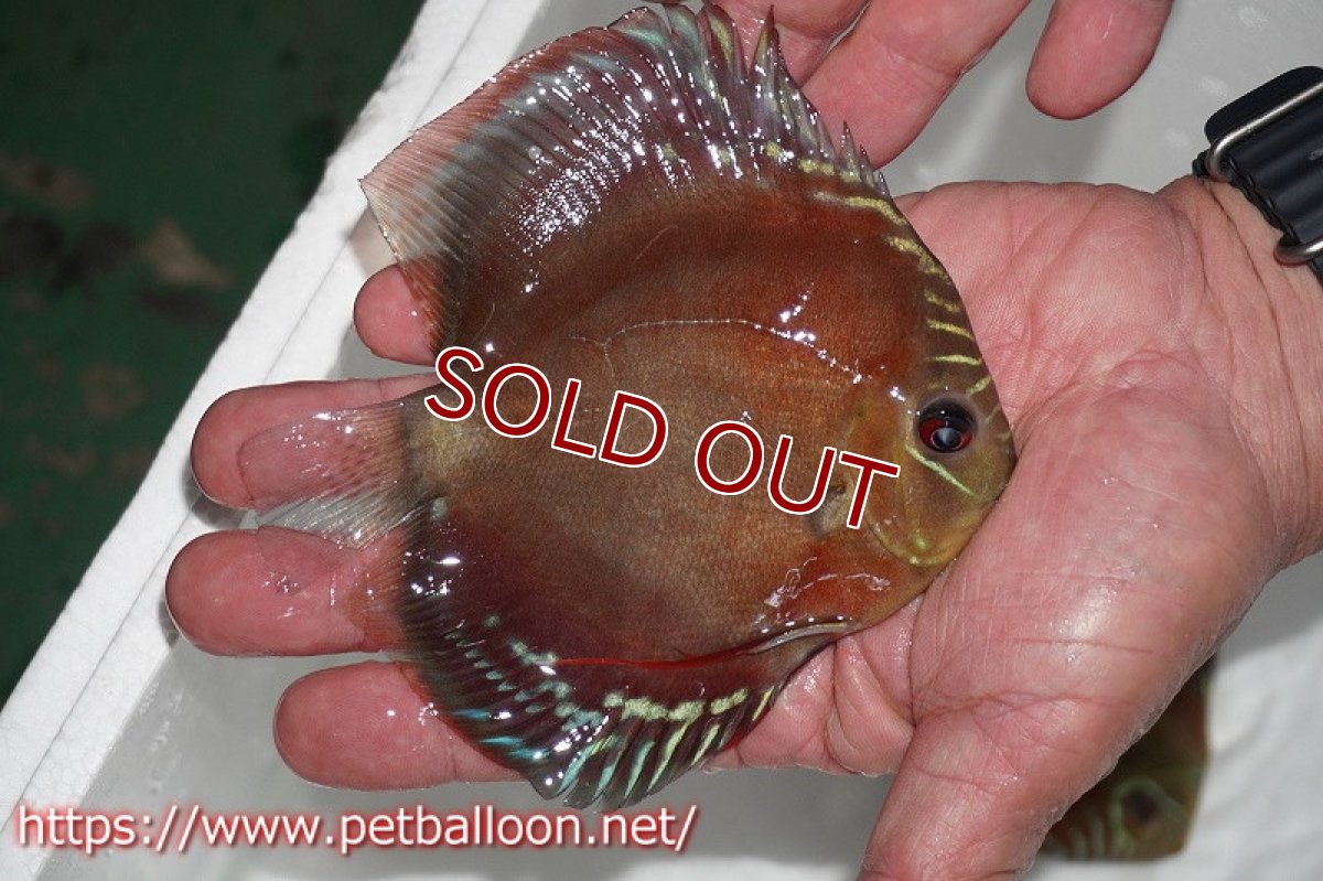 画像9: 【ディスカス】激レア　種親候補個体　ワイルドクロススーパーレッドF2【個体ペア販売】13-14cm（生体）国産ディスカス　京都産 (9)