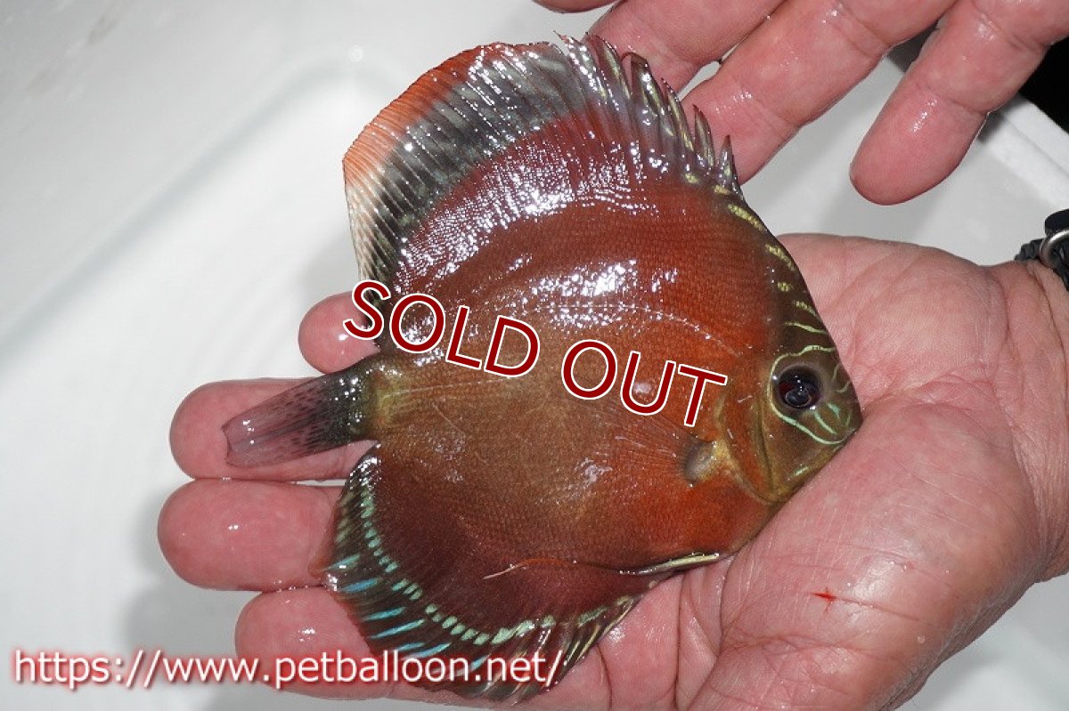 画像2: 【ディスカス】激レア　種親候補個体　ワイルドクロススーパーレッドF2　♀確定個体【個体販売】12cm（生体）国産ディスカス　京都産 (2)