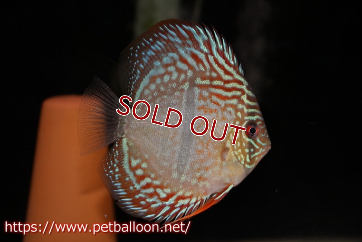 画像2: 【ディスカス】ヘッケルクロス イサレッド【個体ペア販売】12cm(生体)ブリーダー:台湾 滿彩堂 (2)