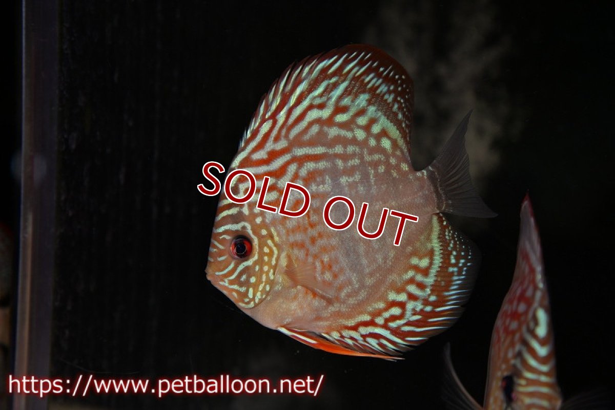 画像3: 【ディスカス】ヘッケルクロス イサレッド【個体ペア販売】12cm(生体)ブリーダー:台湾 滿彩堂 (3)