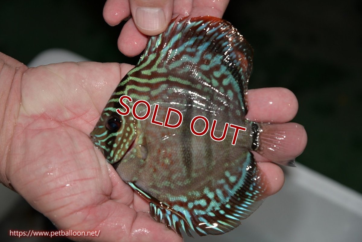 画像4: 【ディスカス】ヘッケルクロス イサレッド【個体ペア販売】12cm(生体)ブリーダー:台湾 滿彩堂 (4)