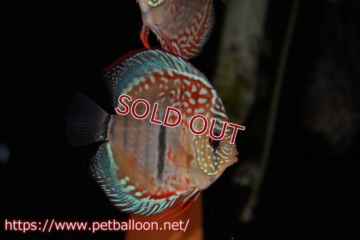 画像6: 【ディスカス】ヘッケルクロス イサレッド【個体ペア販売】12cm(生体)ブリーダー:台湾 滿彩堂 (6)