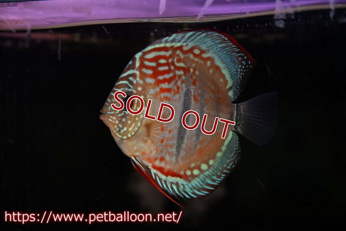 画像7: 【ディスカス】ヘッケルクロス イサレッド【個体ペア販売】12cm(生体)ブリーダー:台湾 滿彩堂 (7)