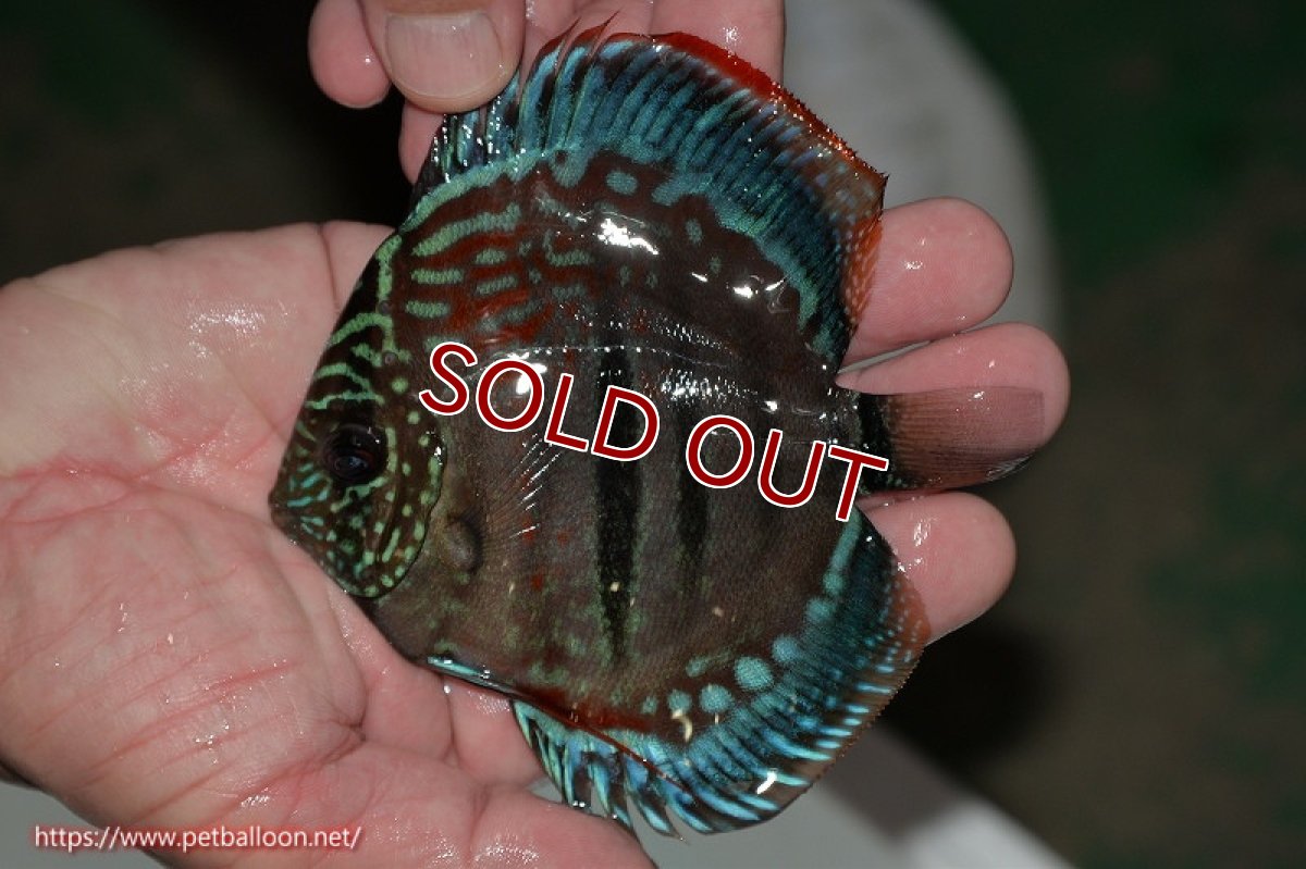 画像8: 【ディスカス】ヘッケルクロス イサレッド【個体ペア販売】12cm(生体)ブリーダー:台湾 滿彩堂 (8)