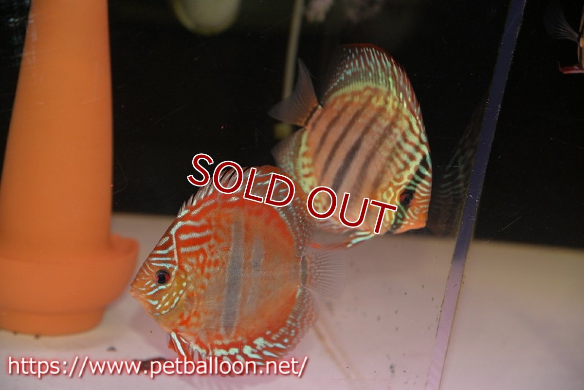 画像2: 【ディスカス】ヘッケルクロス イサレッド【個体ペア販売】13cm(生体)ブリーダー:台湾 滿彩堂 (2)