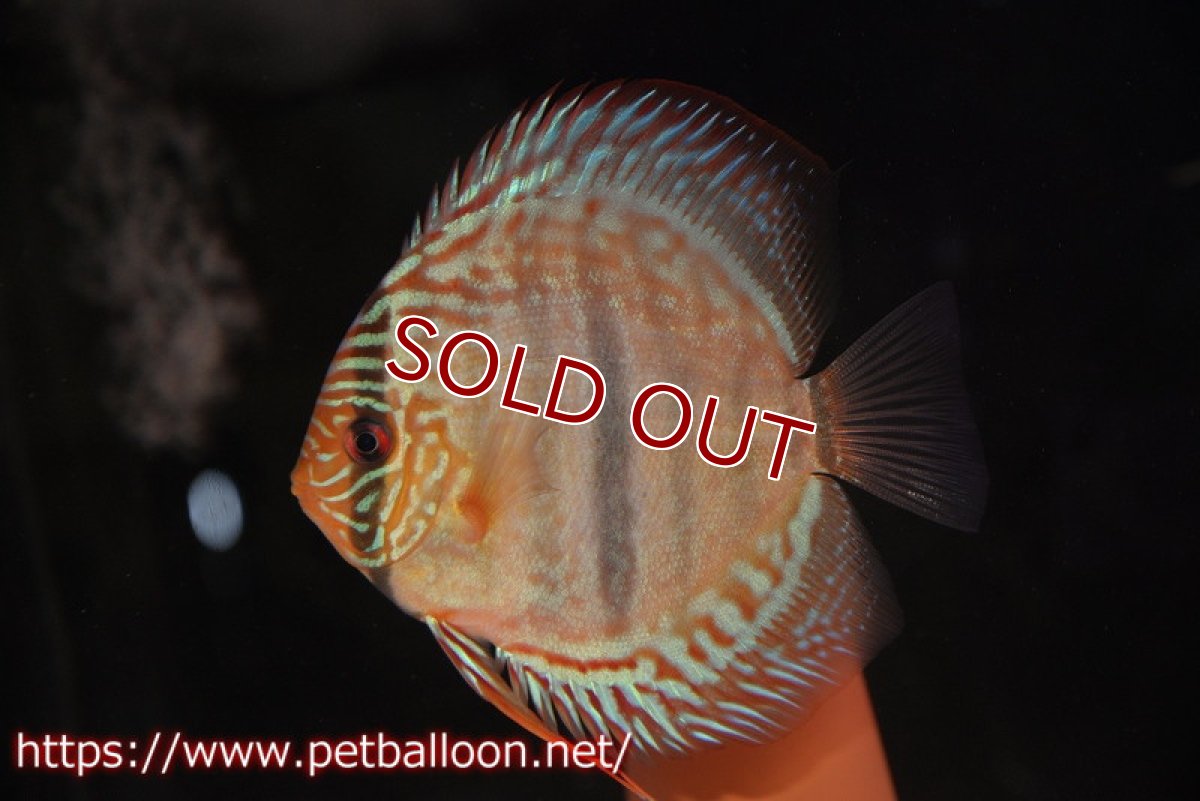 画像3: 【ディスカス】ヘッケルクロス イサレッド【個体ペア販売】13cm(生体)ブリーダー:台湾 滿彩堂 (3)