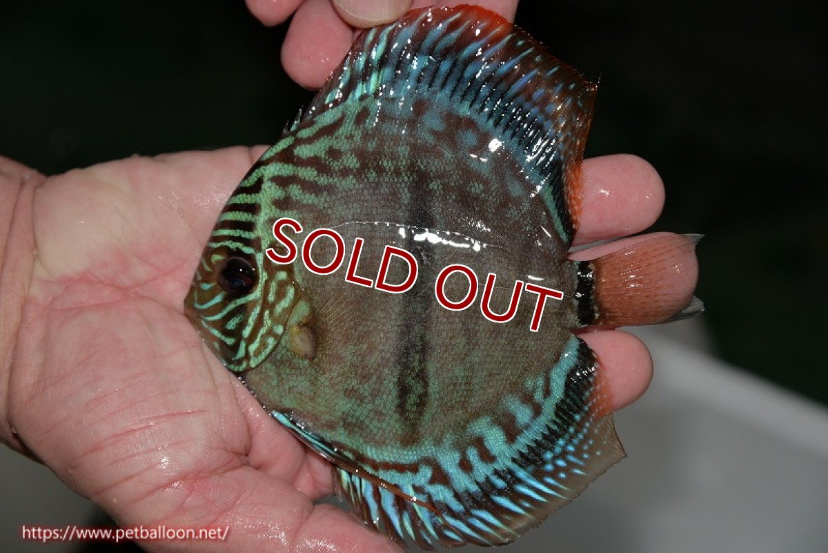 画像4: 【ディスカス】ヘッケルクロス イサレッド【個体ペア販売】13cm(生体)ブリーダー:台湾 滿彩堂 (4)