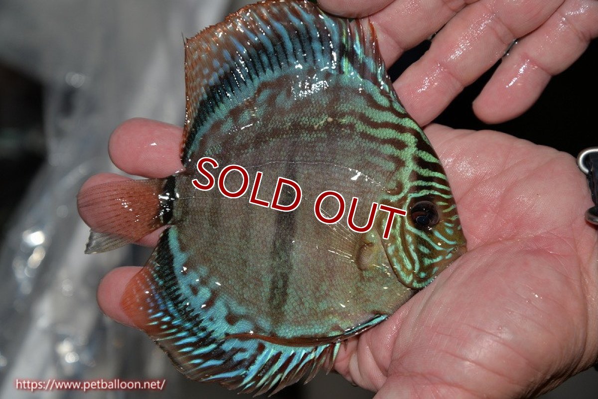 画像5: 【ディスカス】ヘッケルクロス イサレッド【個体ペア販売】13cm(生体)ブリーダー:台湾 滿彩堂 (5)