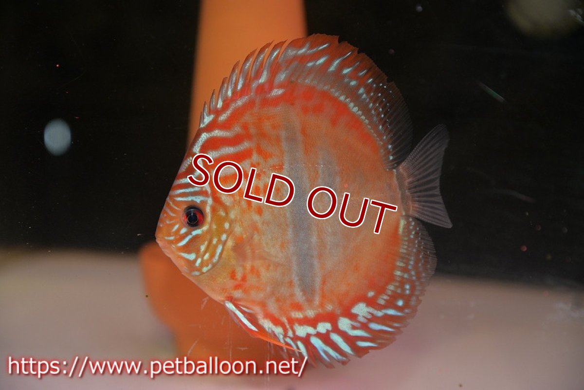 画像6: 【ディスカス】ヘッケルクロス イサレッド【個体ペア販売】13cm(生体)ブリーダー:台湾 滿彩堂 (6)