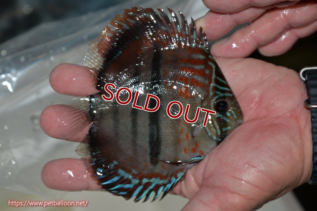 画像8: 【ディスカス】ヘッケルクロス イサレッド【個体ペア販売】13cm(生体)ブリーダー:台湾 滿彩堂 (8)