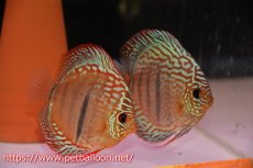 画像1: 【ディスカス】【産卵経験済】ヘッケルクロス イサレッド【個体ペア販売】13cm（生体）ブリーダー：台湾　滿彩堂 (1)