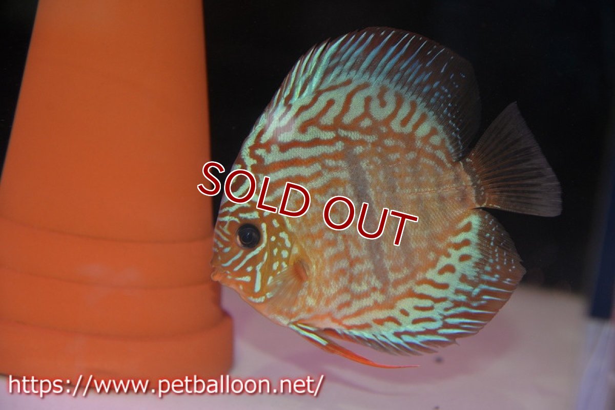 画像2: 【ディスカス】【産卵経験済】ヘッケルクロス イサレッド【個体ペア販売】13cm(生体)ブリーダー:台湾 滿彩堂 (2)