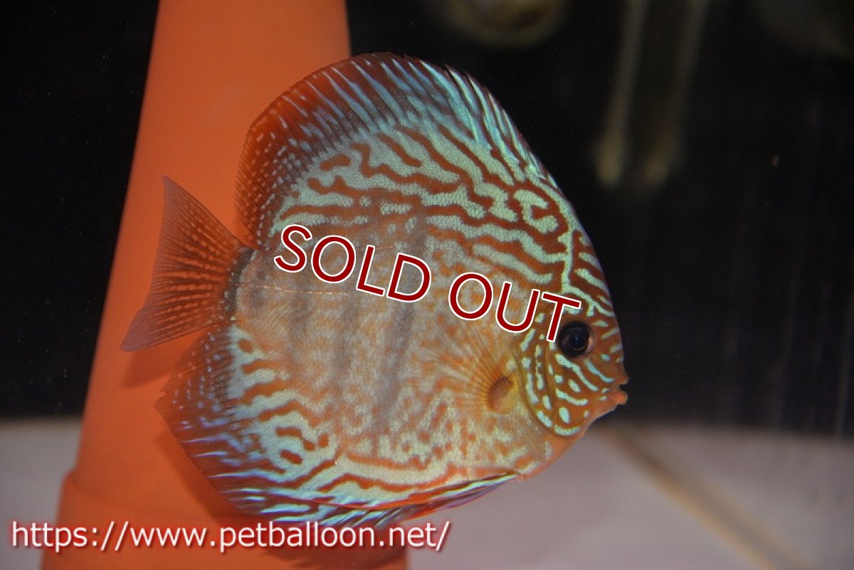 画像3: 【ディスカス】【産卵経験済】ヘッケルクロス イサレッド【個体ペア販売】13cm(生体)ブリーダー:台湾 滿彩堂 (3)