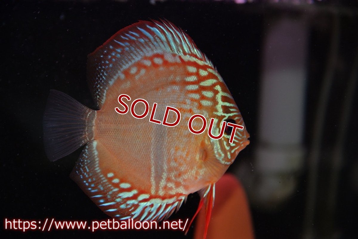 画像6: 【ディスカス】【産卵経験済】ヘッケルクロス イサレッド【個体ペア販売】13cm(生体)ブリーダー:台湾 滿彩堂 (6)