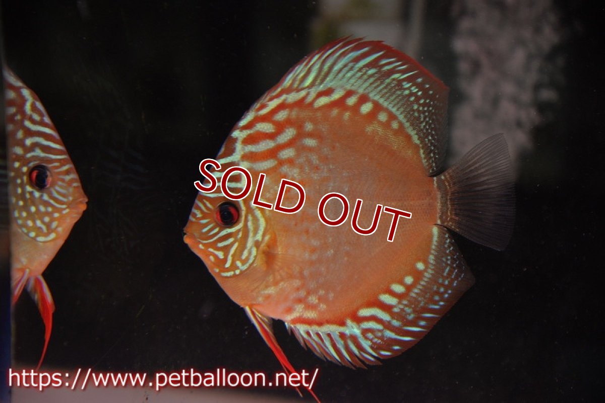 画像7: 【ディスカス】【産卵経験済】ヘッケルクロス イサレッド【個体ペア販売】13cm(生体)ブリーダー:台湾 滿彩堂 (7)