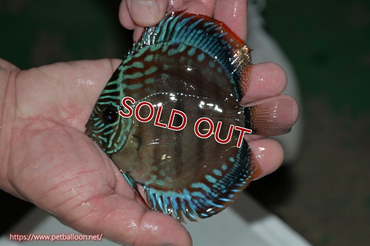 画像8: 【ディスカス】【産卵経験済】ヘッケルクロス イサレッド【個体ペア販売】13cm(生体)ブリーダー:台湾 滿彩堂 (8)