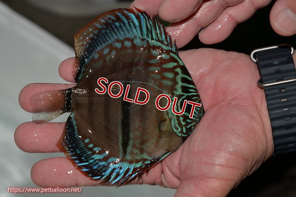 画像9: 【ディスカス】【産卵経験済】ヘッケルクロス イサレッド【個体ペア販売】13cm(生体)ブリーダー:台湾 滿彩堂 (9)
