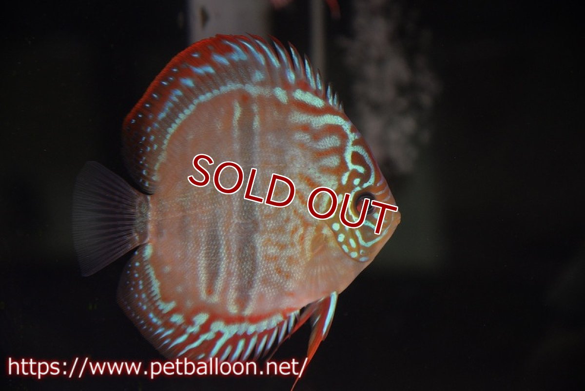 画像2: 【ディスカス】ヘッケルクロス イサレッド【個体ペア販売】12-13cm(生体)ブリーダー:台湾 滿彩堂 (2)