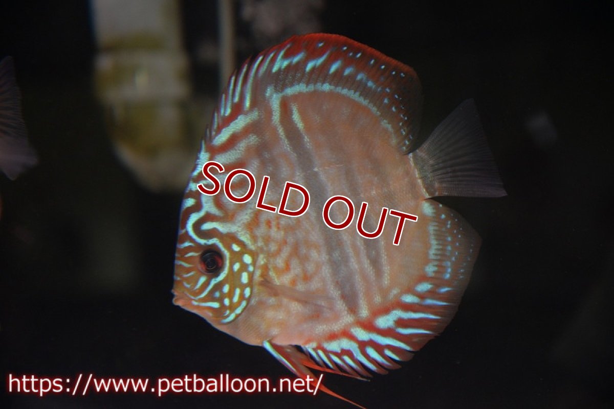 画像3: 【ディスカス】ヘッケルクロス イサレッド【個体ペア販売】12-13cm(生体)ブリーダー:台湾 滿彩堂 (3)