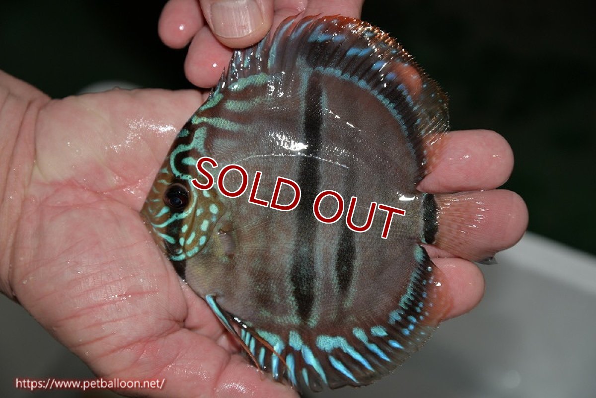 画像4: 【ディスカス】ヘッケルクロス イサレッド【個体ペア販売】12-13cm(生体)ブリーダー:台湾 滿彩堂 (4)