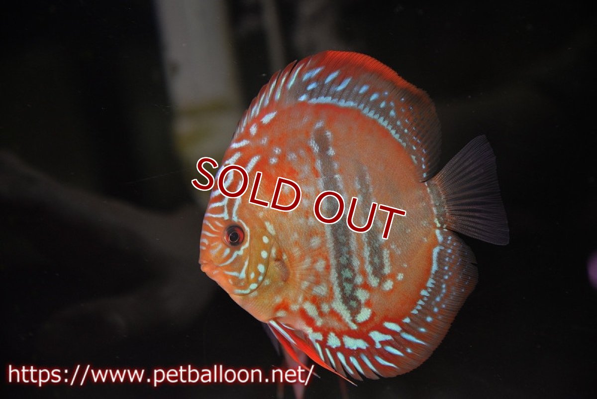 画像6: 【ディスカス】ヘッケルクロス イサレッド【個体ペア販売】12-13cm(生体)ブリーダー:台湾 滿彩堂 (6)