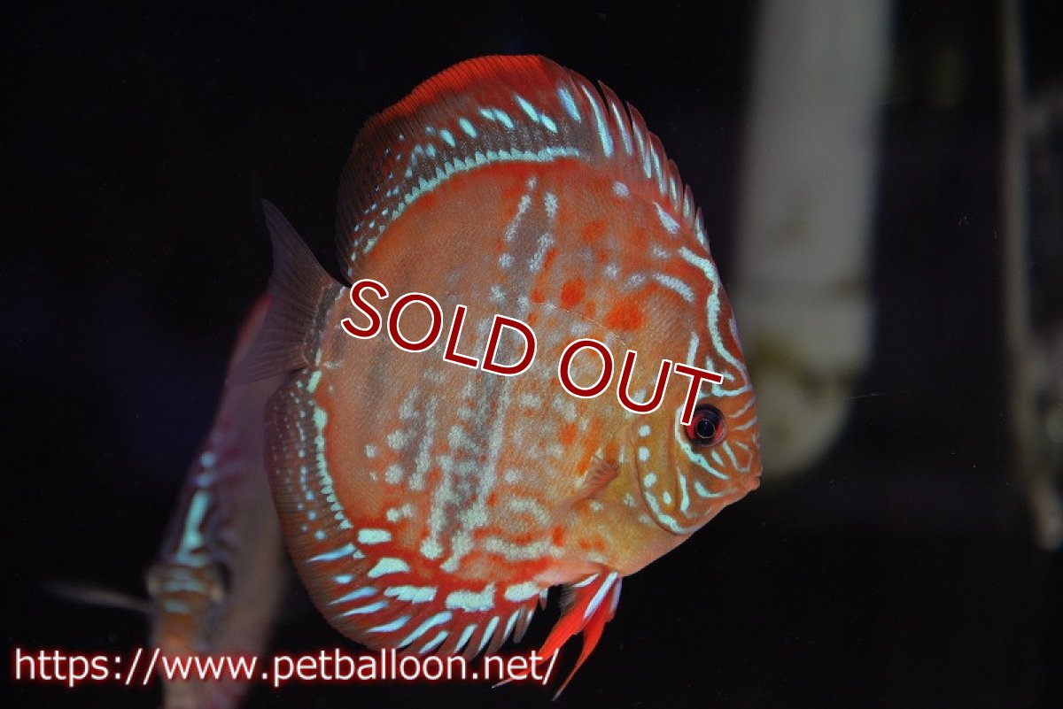 画像7: 【ディスカス】ヘッケルクロス イサレッド【個体ペア販売】12-13cm(生体)ブリーダー:台湾 滿彩堂 (7)