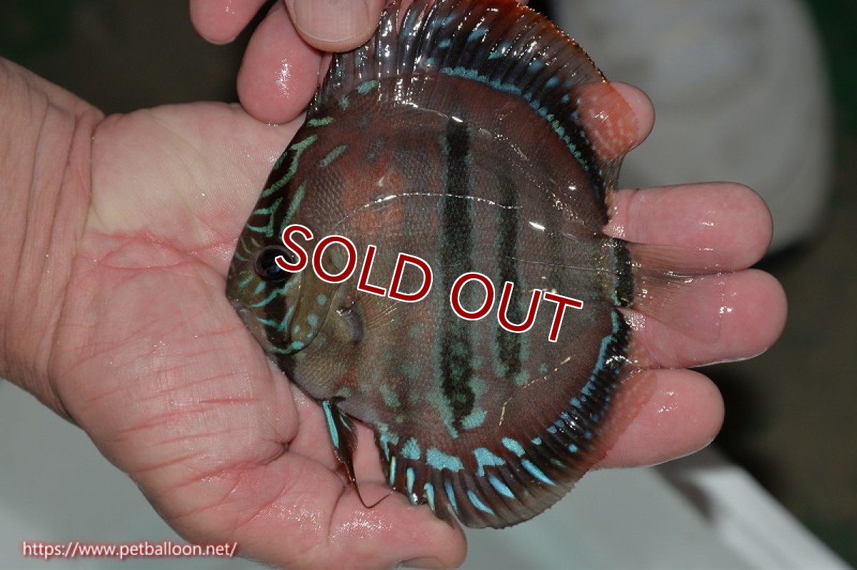 画像8: 【ディスカス】ヘッケルクロス イサレッド【個体ペア販売】12-13cm(生体)ブリーダー:台湾 滿彩堂 (8)