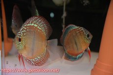 画像1: 【ディスカス】【産卵経験あり】ヘッケルクロス イサレッド【個体ペア販売】13cm（生体）ブリーダー：台湾　滿彩堂 (1)