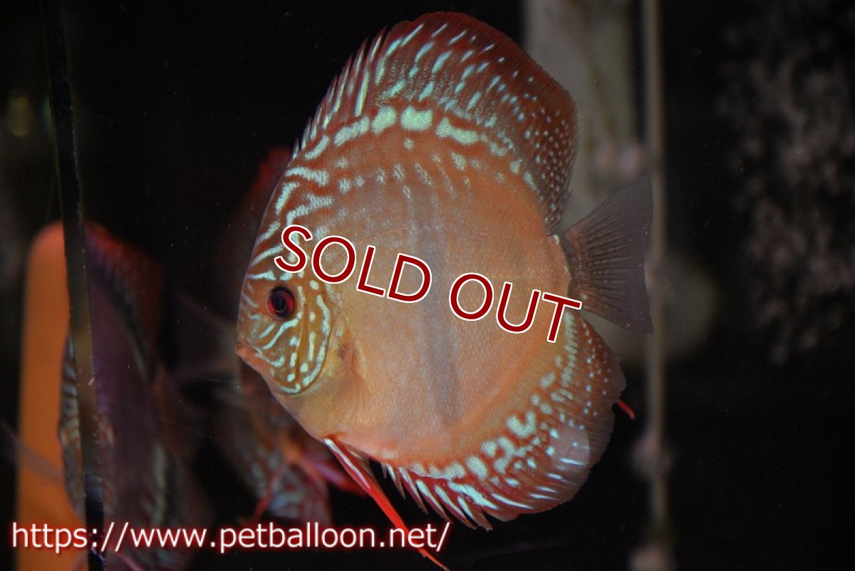 画像2: 【ディスカス】【産卵経験あり】ヘッケルクロス イサレッド【個体ペア販売】13cm(生体)ブリーダー:台湾 滿彩堂 (2)