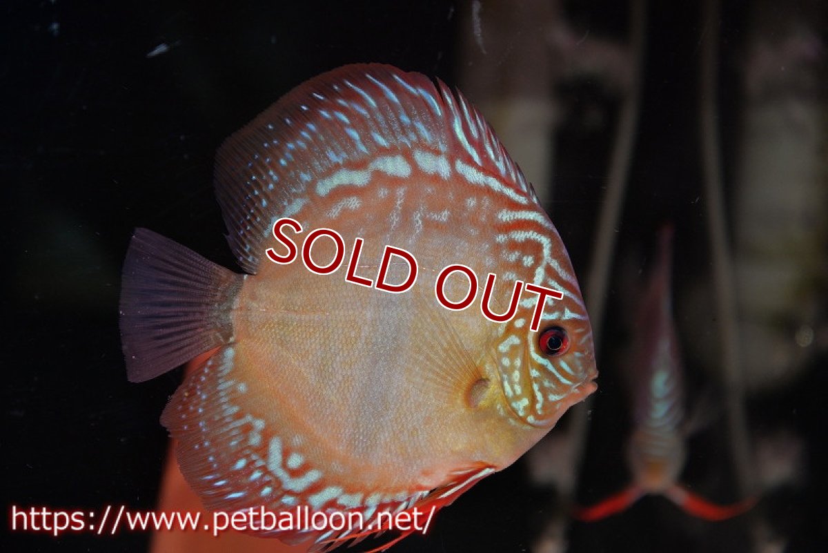 画像3: 【ディスカス】【産卵経験あり】ヘッケルクロス イサレッド【個体ペア販売】13cm(生体)ブリーダー:台湾 滿彩堂 (3)