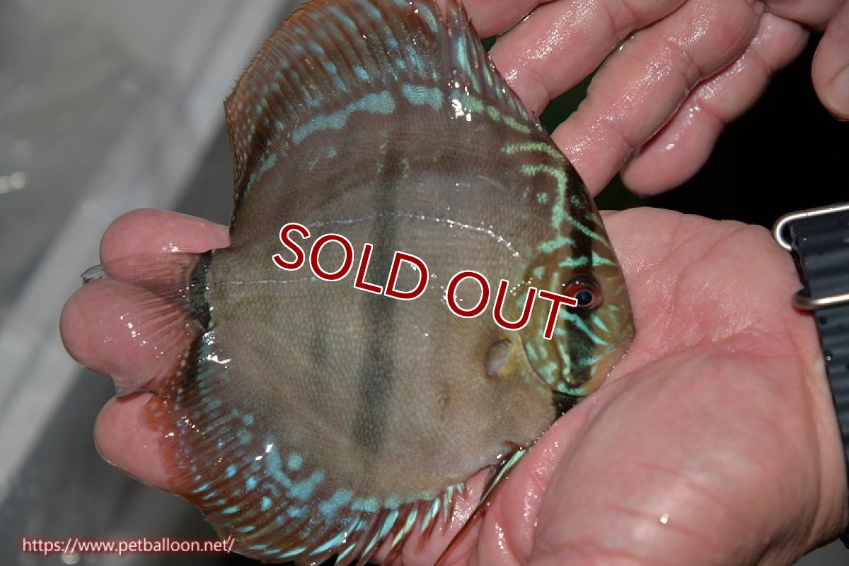 画像5: 【ディスカス】【産卵経験あり】ヘッケルクロス イサレッド【個体ペア販売】13cm(生体)ブリーダー:台湾 滿彩堂 (5)