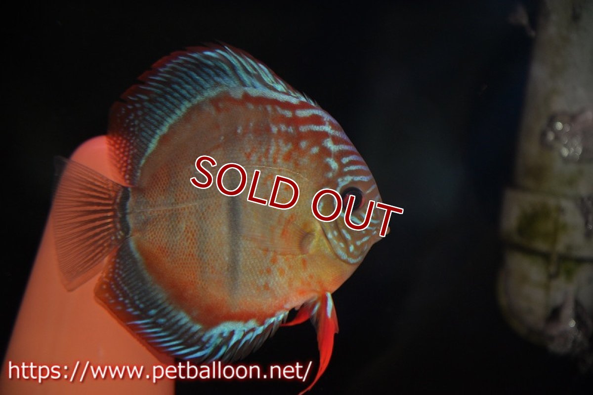 画像6: 【ディスカス】【産卵経験あり】ヘッケルクロス イサレッド【個体ペア販売】13cm(生体)ブリーダー:台湾 滿彩堂 (6)