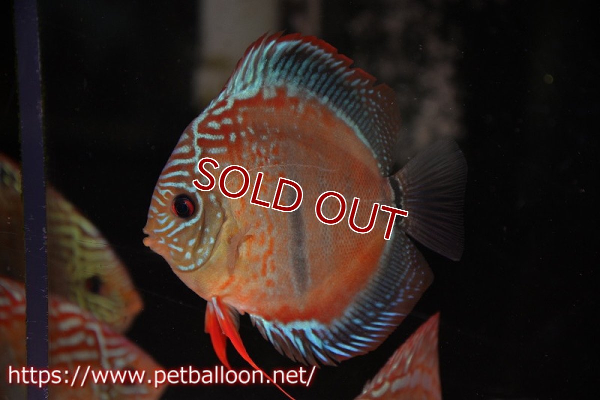 画像7: 【ディスカス】【産卵経験あり】ヘッケルクロス イサレッド【個体ペア販売】13cm(生体)ブリーダー:台湾 滿彩堂 (7)