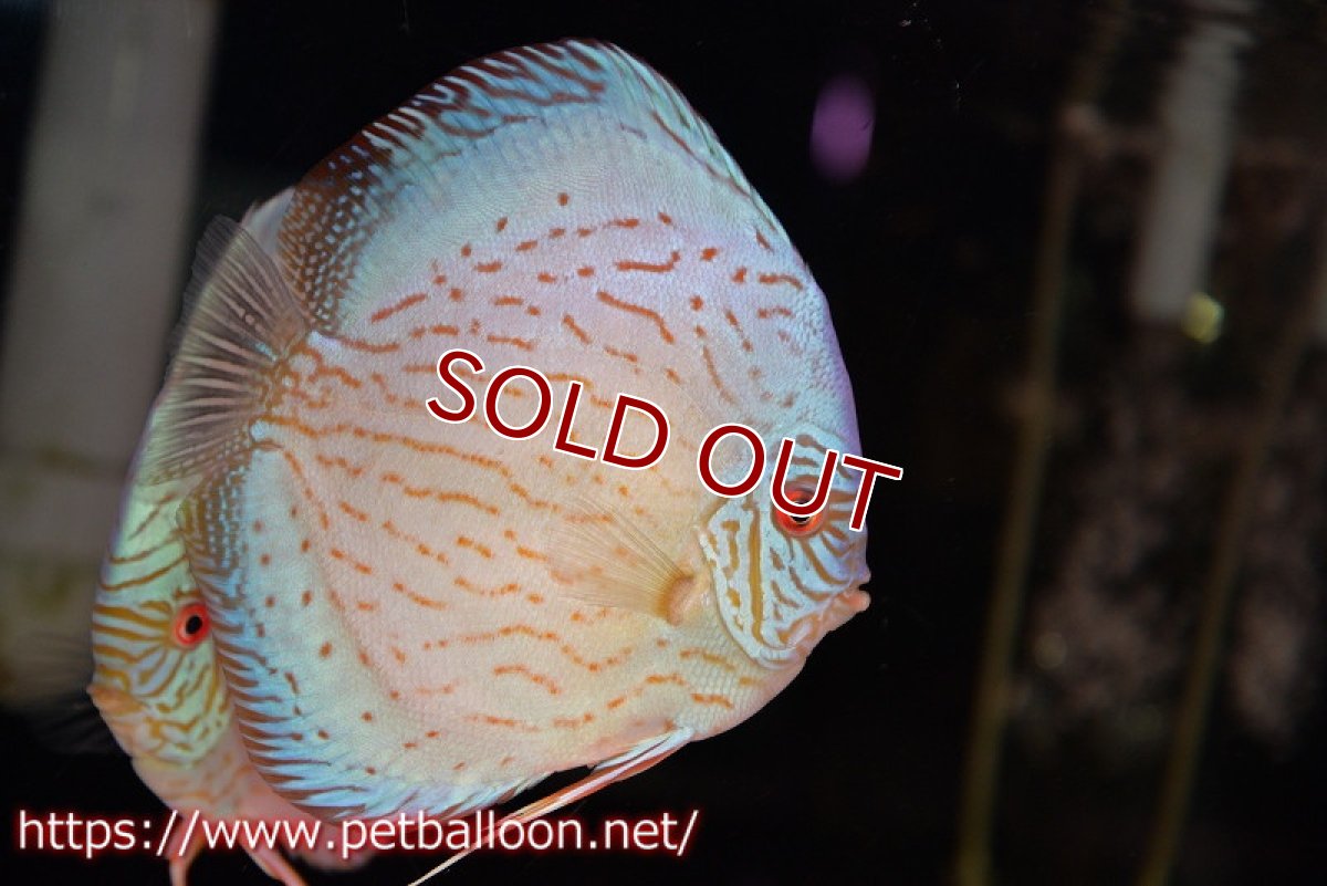 画像2: 【ディスカス】ハイボディジャイアントコバルト（ワームパターン）【個体ペア販売】16-17cm （生体）マレーシア　KLディスカスファーム (2)