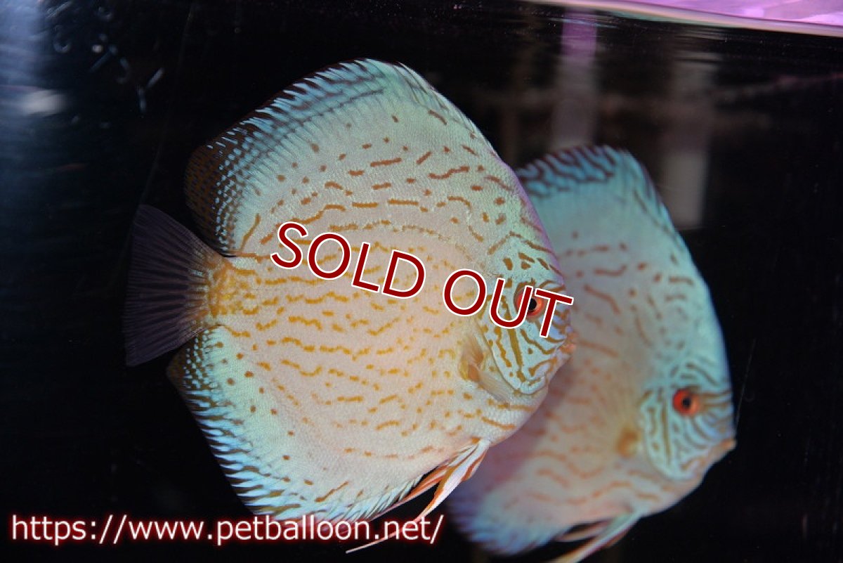 画像4: 【ディスカス】ハイボディジャイアントコバルト（ワームパターン）【個体ペア販売】16-17cm （生体）マレーシア　KLディスカスファーム (4)