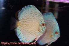 画像4: 【ディスカス】ハイボディジャイアントコバルト（ワームパターン）【個体ペア販売】16-17cm （生体）マレーシア　KLディスカスファーム (4)