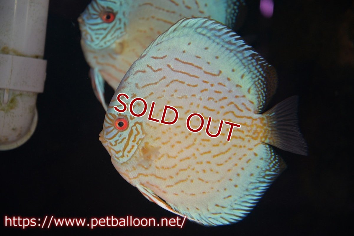 画像5: 【ディスカス】ハイボディジャイアントコバルト（ワームパターン）【個体ペア販売】16-17cm （生体）マレーシア　KLディスカスファーム (5)